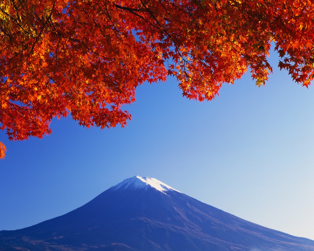 Papel de parede Cerejeira Selvagem e Monte Fuji para download gratuito. Use no computador pc, mac, macbook, celular, smartphone, iPhone, onde quiser!
