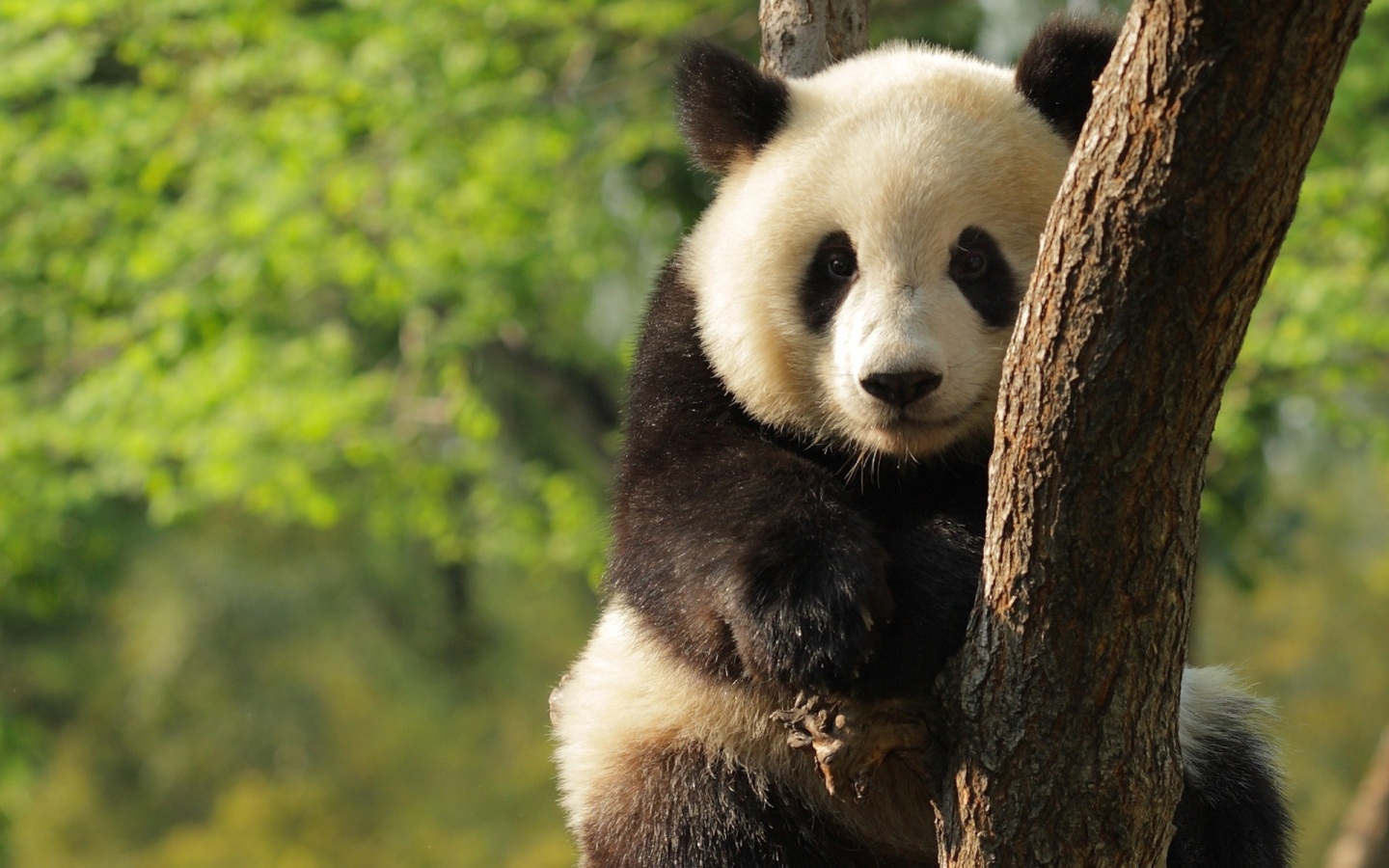 Papel De Parede Panda Na árvore Wallpaper Para Download No Celular