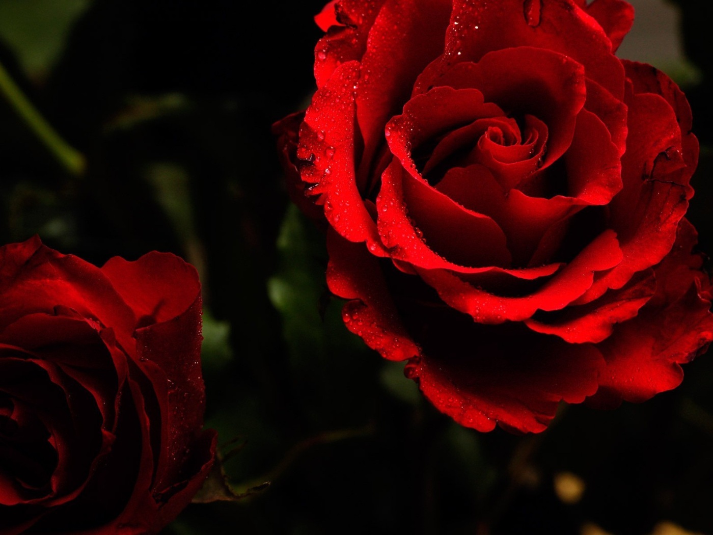 Fundo Papel De Parede Com Rosas Vermelhas Papel De Parede Hd Ideias De Papel De Parede Papeis De